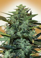 Auto Cheese Berry fem (5-1000 seeds) ― GrowSeeds