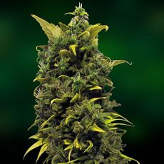 Blue Cheese feminised (1 seeds) ― GrowSeeds