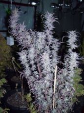 Blueberry Reg (10 seeds) ― GrowSeeds