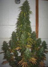 Bubble Gum feminised  (5-1000 seeds) ― GrowSeeds