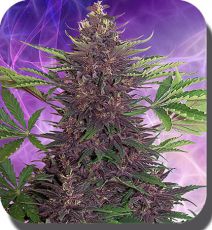 Buddha Purple Kush auto fem (5-1000 seeds) ― GrowSeeds