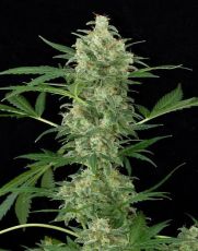Cheese Auto fem (5-1000 seeds) ― GrowSeeds