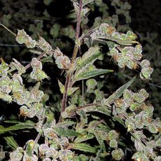 Dr. Grinspoon feminised (1 seeds) ― GrowSeeds