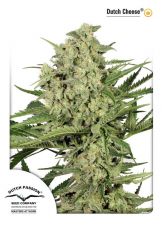 Dutch Cheese feminised ― GrowSeeds
