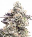 Girl Scout Cookies usa feminised (5-1000 seeds)