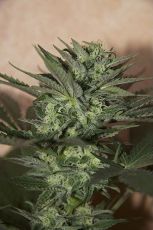 Auto Great White fem ― GrowSeeds
