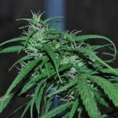 Growing cannabis : Green Haze 