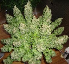 Heroin Medical auto (100 seeds) ― GrowSeeds
