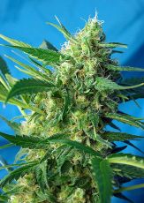 Ice Cool feminised ― GrowSeeds