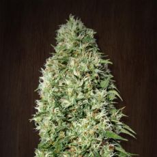 Orient Express feminised ― GrowSeeds