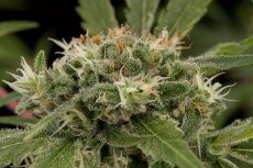 Original Strawberry Cough feminised ― GrowSeeds
