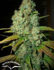 Power Plant feminised (5-1000 seeds) ― GrowSeeds