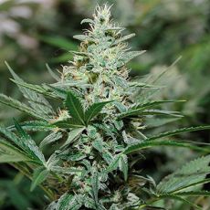 Red Dragon feminised ― GrowSeeds
