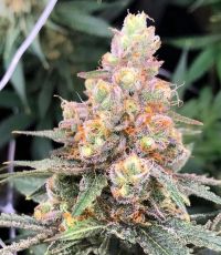Sour Tangie usa feminised (5-1000 seeds) ― GrowSeeds