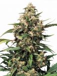 Strawberry Cough feminised (5-1000 seeds)