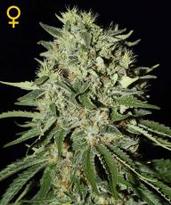 The Doctor feminised ― GrowSeeds