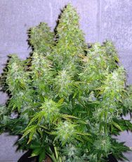 Victory-2012 auto (100 seeds) ― GrowSeeds