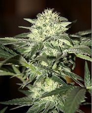 Auto Moscow fem ― GrowSeeds