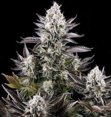 White Widow fast feminised (5-1000 seeds) ― GrowSeeds