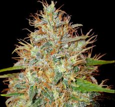 Auto Orange Bud fem (5-1000 seeds) ― GrowSeeds